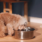 7L Pet Water Fountain with Extra Filters