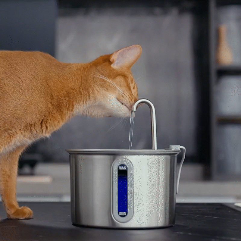 2L Cat Water Fountain with Extra Filters